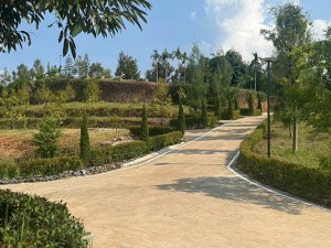 ขาย ที่ดิน CheaperthanOthersbyMillions- Durian-Farm-Investment-Chanthaburi- ลงทุนทุนสวนเรียน-จันทบุรี-รับรายได้ทันทีจากผลผลิต 泰国榴莲果园投资 泰国尖竹汶府榴莲果园投资立即