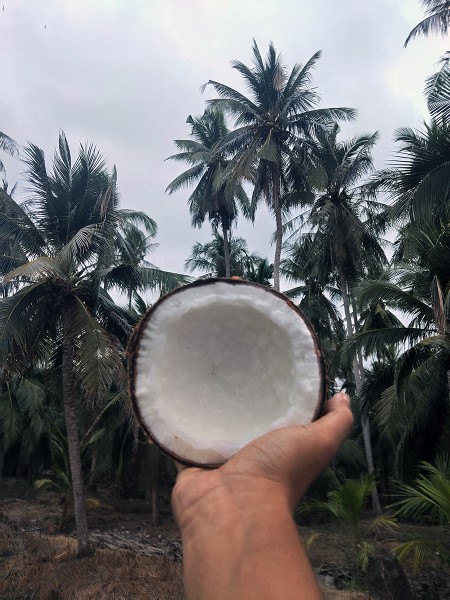 ขาย สินค้า มะพร้าวกะทิ จำหน่ายมะพร้าวกะทิแบบลูก ส่งฟรีกรุงเทพปริมณฑล ประจวบครีรีขันธฺ์ ทับสะแก